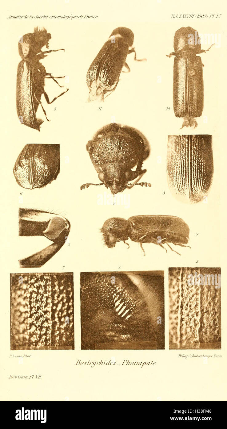 Révision taxonomique de la famille des coléoptères Bostrychidae, axée sur la classification et l'identification des espèces, comme le montre la planche 17. Banque D'Images