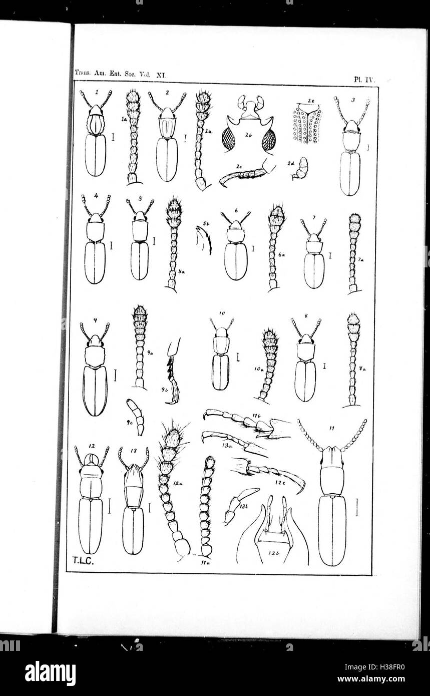 Ce travail fournit une révision complète de la famille de coléoptères Cucujidae trouvés en Amérique du Nord, au nord du Mexique, couvrant la classification des espèces et leur importance écologique. Banque D'Images