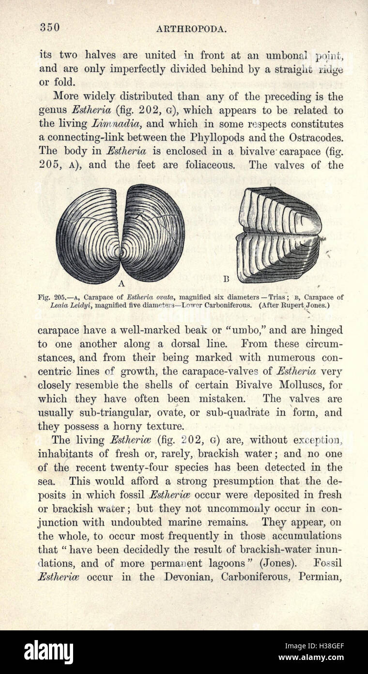 Ce manuel offre un aperçu complet de la paléontologie, y compris l'identification des fossiles, la classification des espèces et l'étude des formes de vie anciennes de diverses périodes. Banque D'Images