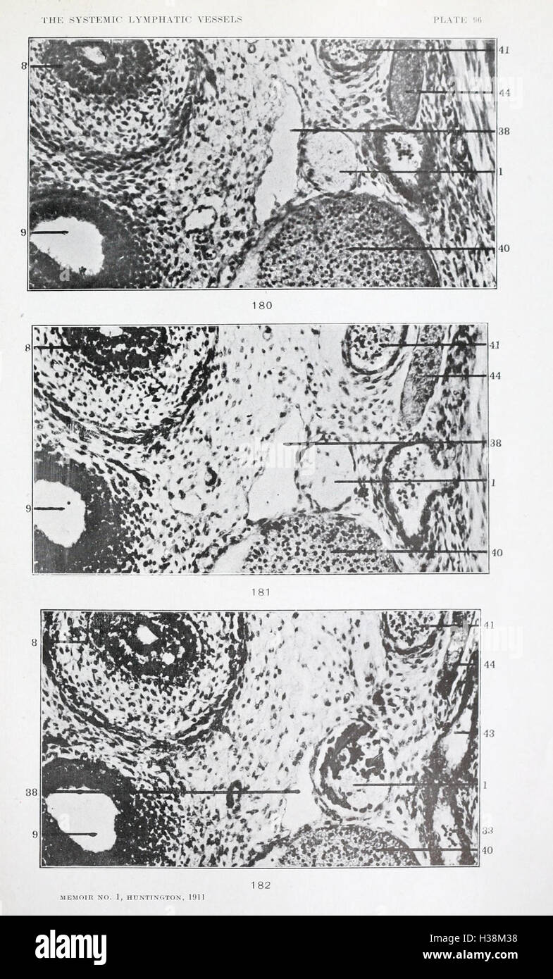 Etude scientifique de l'anatomie et du développement des vaisseaux lymphatiques systémiques chez le chat domestique. Banque D'Images