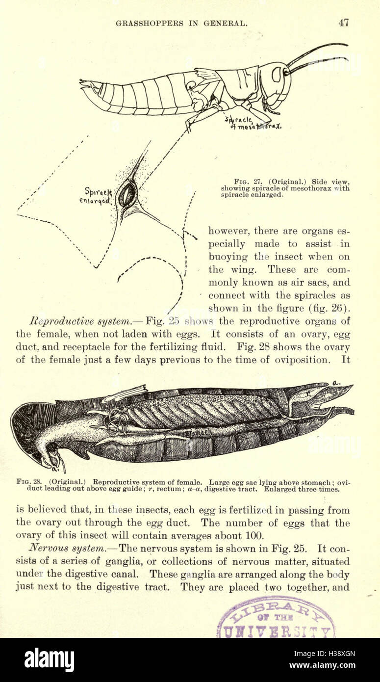 La luzerne, les sauterelles, les abeilles- leur relation (page 47) BHL231 Banque D'Images