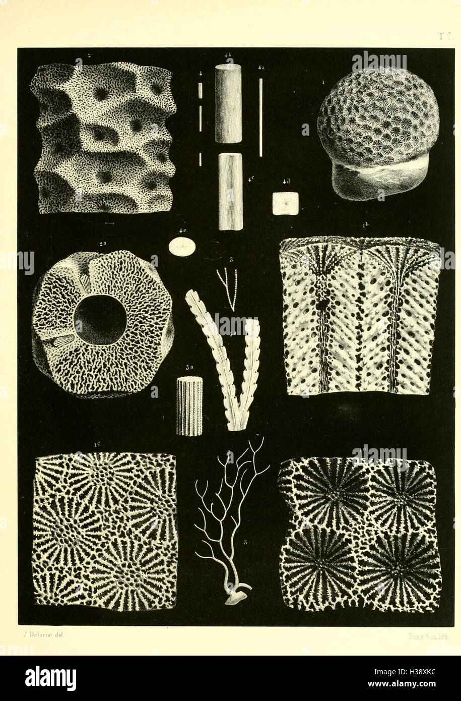 Cette page fournit une monographie détaillée sur les coraux fossiles britanniques, décrivant leurs espèces, leur classification et leur processus de fossilisation. Banque D'Images