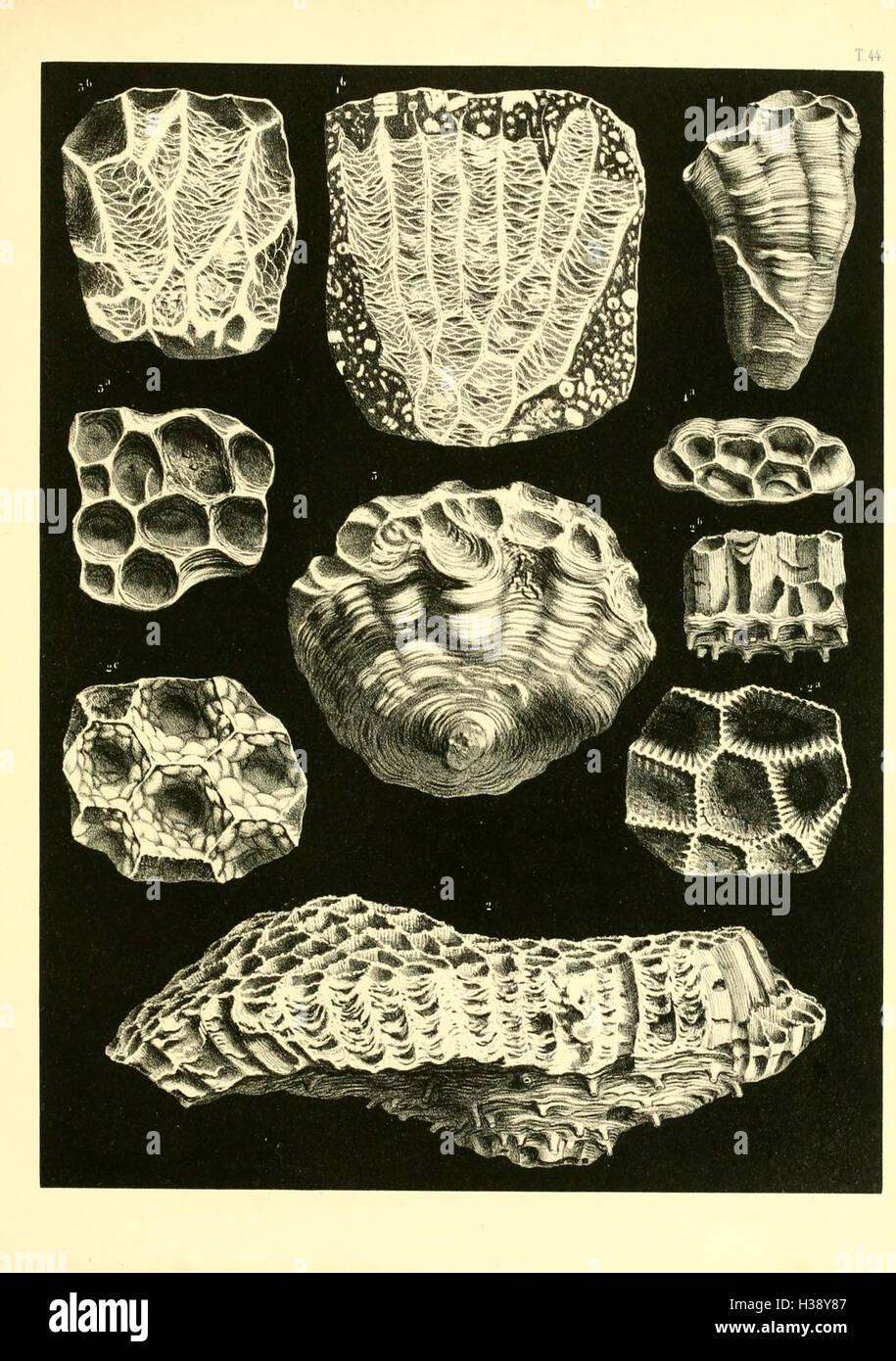 Cette monographie se concentre sur les coraux fossiles britanniques, détaillant leurs espèces, leur classification et leur importance dans la compréhension de l'histoire géologique des récifs coralliens en Grande-Bretagne. Banque D'Images