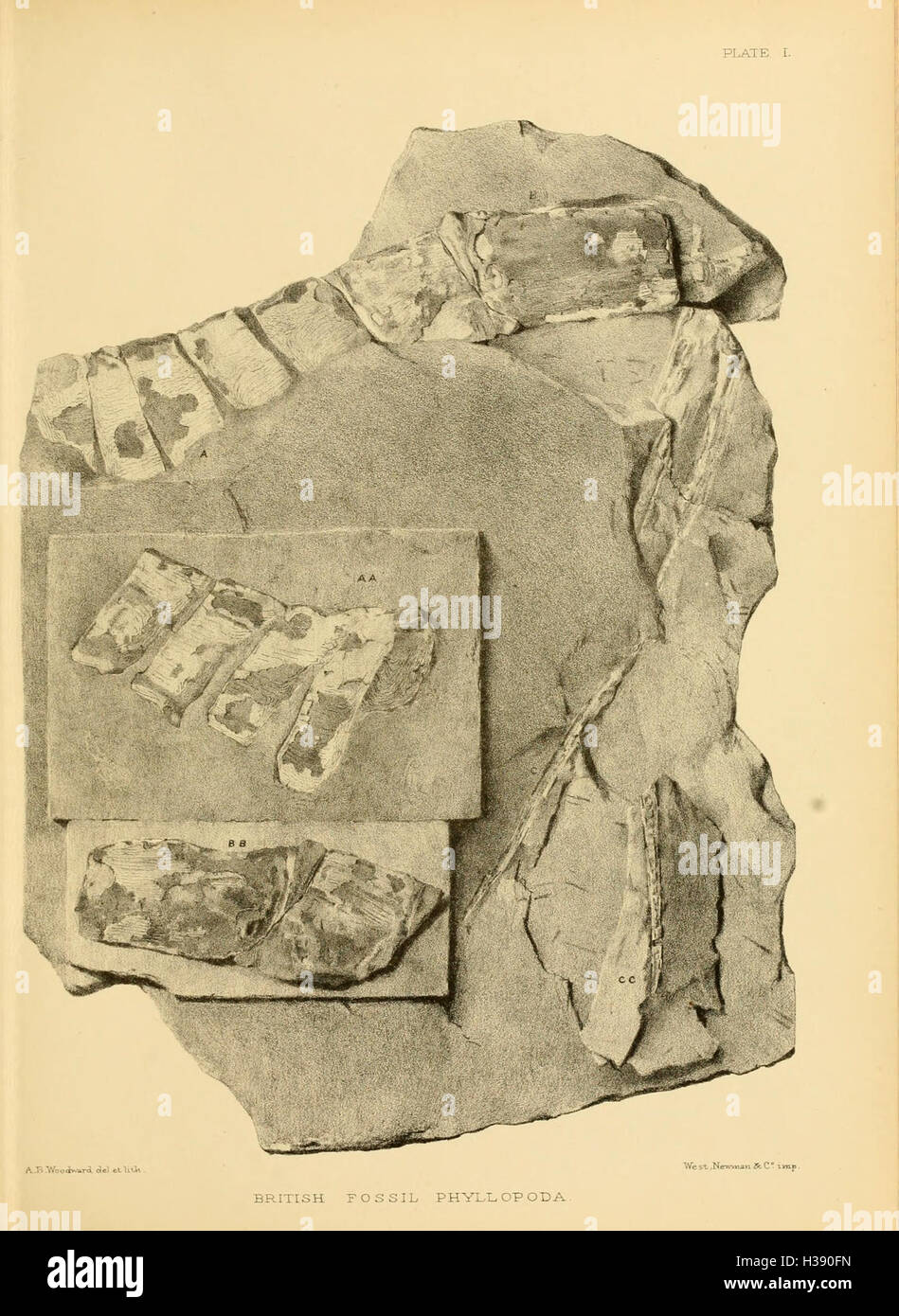 Cette monographie détaillée étudie les restes fossilisés de Phyllopoda, un groupe de crustacés de la période du Paléozoïque britannique, en se concentrant sur leur classification des espèces et leur importance écologique. Banque D'Images