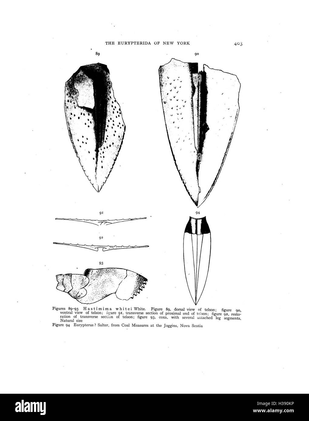 Ce travail fournit une étude approfondie des Eurypterida, un groupe éteint d'arthropodes trouvés à New York. Le texte couvre leur classification, leur morphologie et leur signification dans les archives fossiles, contribuant ainsi à notre compréhension de la vie préhistorique. Banque D'Images