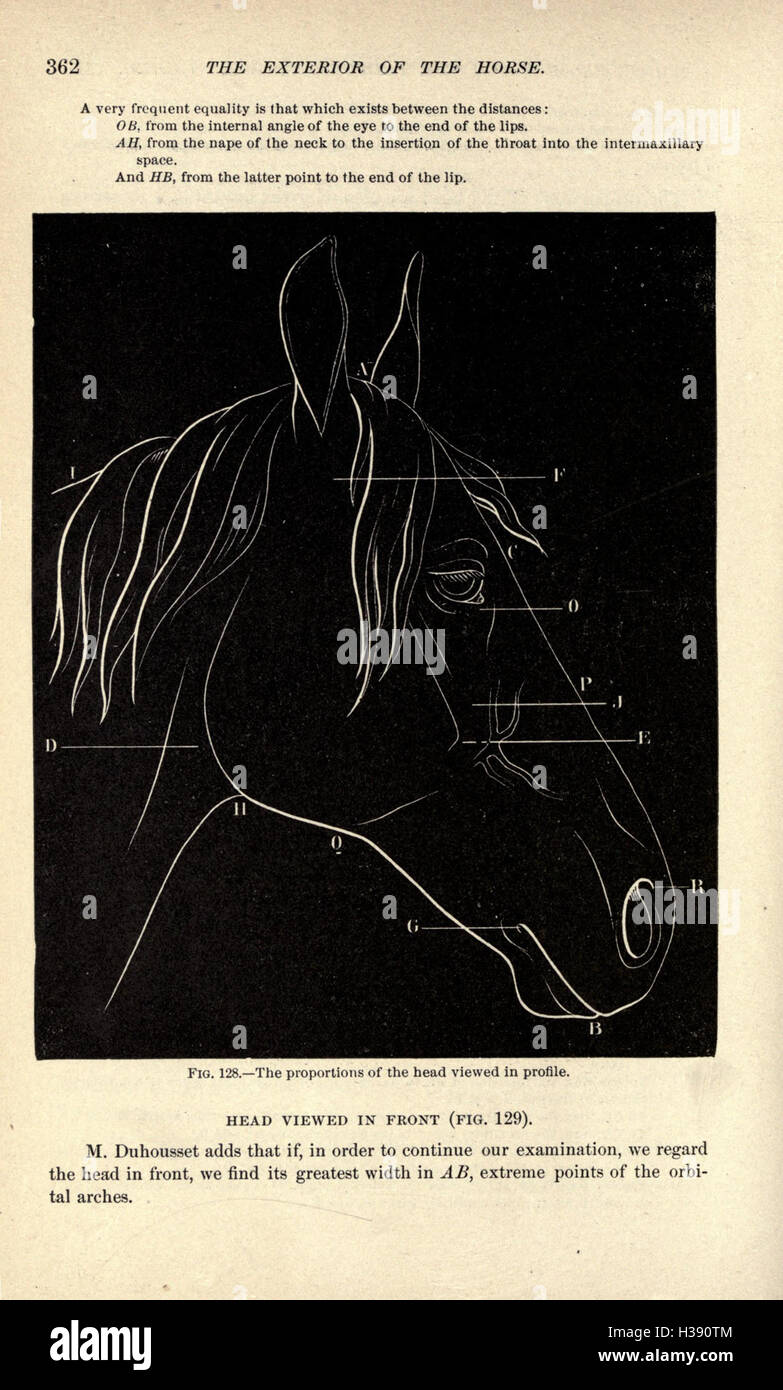Ce travail décrit les traits physiques extérieurs des chevaux, en se ...