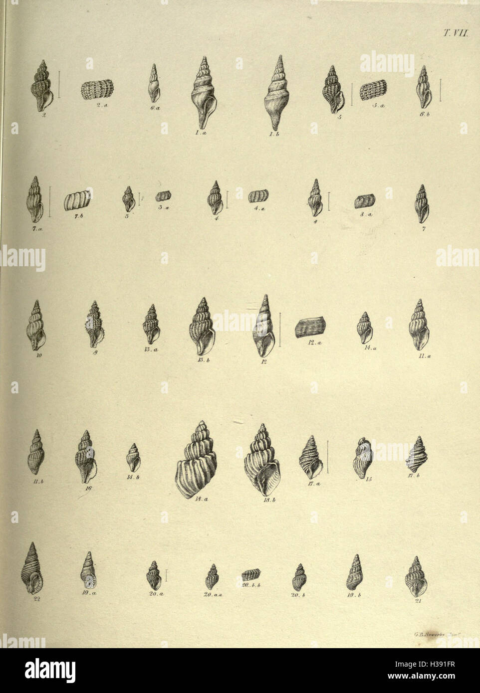Ce travail présente une étude détaillée des mollusques des gisements Crag, en se concentrant sur leurs espèces, leur classification et leurs fossiles. Il offre un aperçu important de la diversité de la vie marine au cours du Pliocène. Banque D'Images