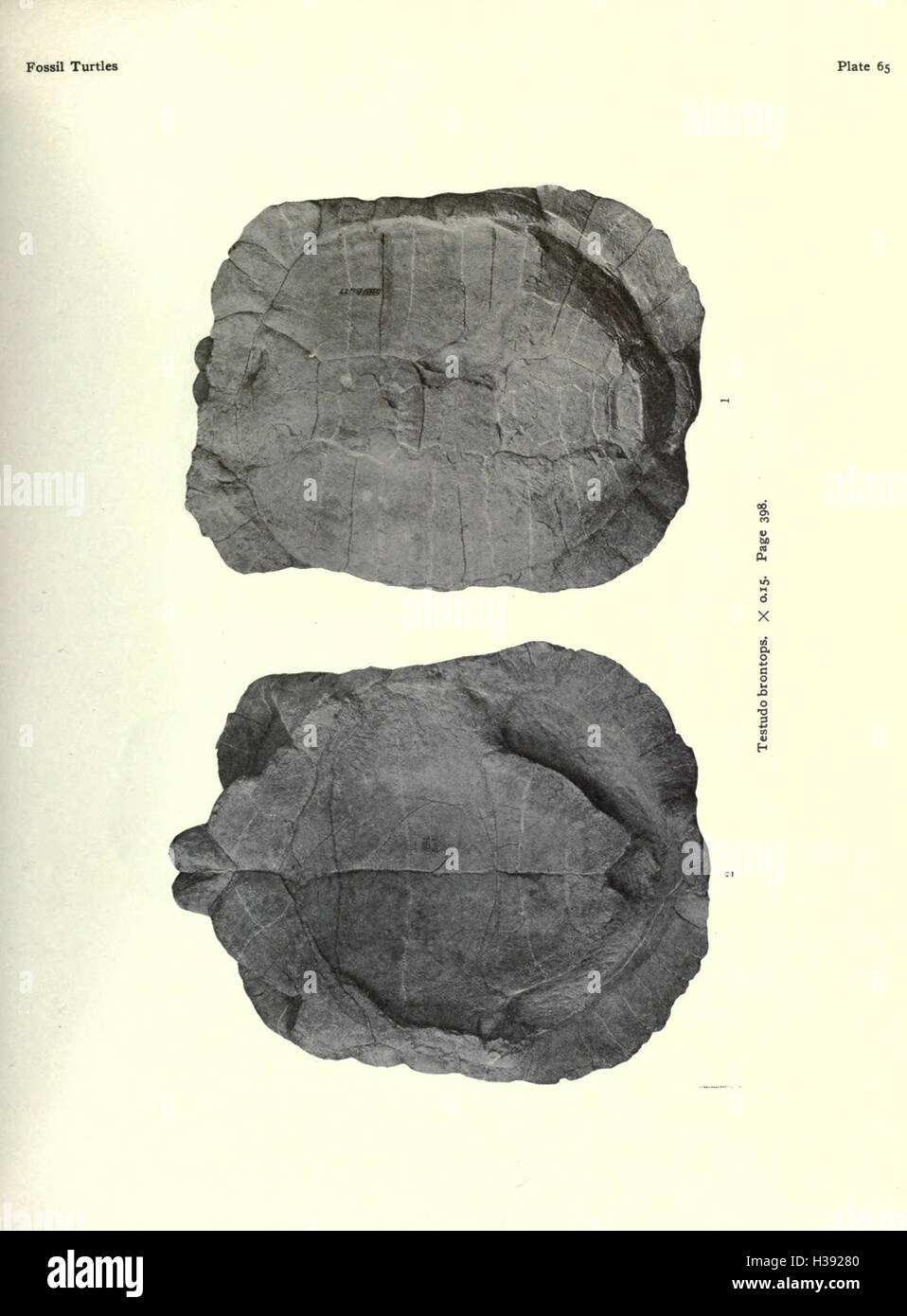 Monographie analysant les tortues fossiles d'Amérique du Nord, détaillant les espèces, la classification, la morphologie et la répartition géologique. Banque D'Images