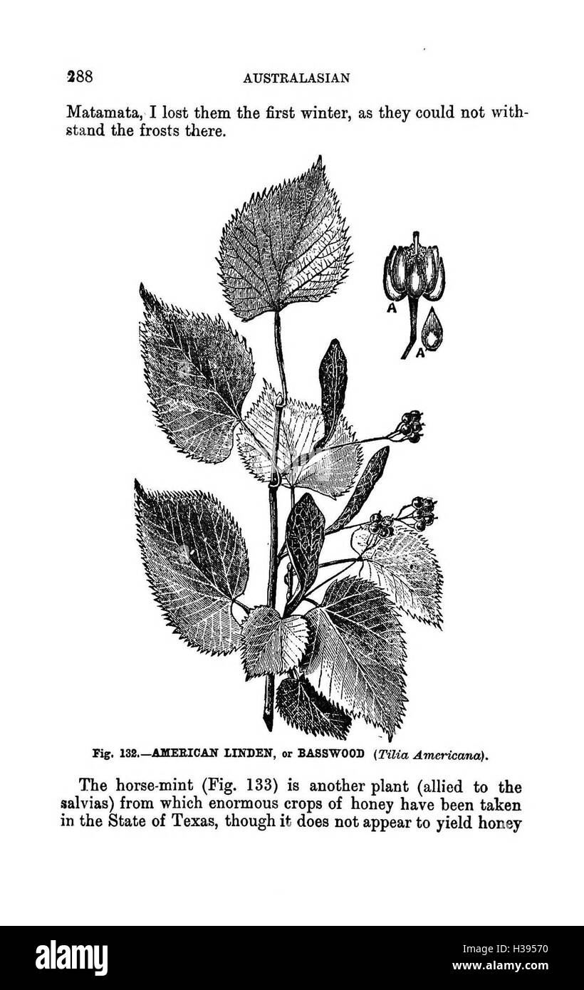 Ce manuel offre des conseils sur les pratiques apicoles modernes dans l'hémisphère sud, en mettant l'accent sur la gestion des abeilles, le soin des ruches et la production de miel en Australasie. Banque D'Images