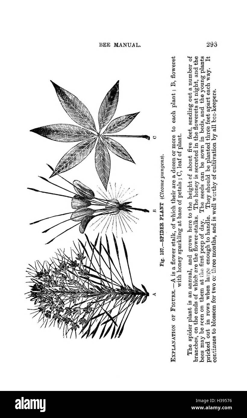 Ce manuel fournit un guide illustré de l'apiculture dans l'hémisphère sud, mettant l'accent sur les espèces d'abeilles, la gestion des ruches et les techniques modernes d'apiculture. Banque D'Images