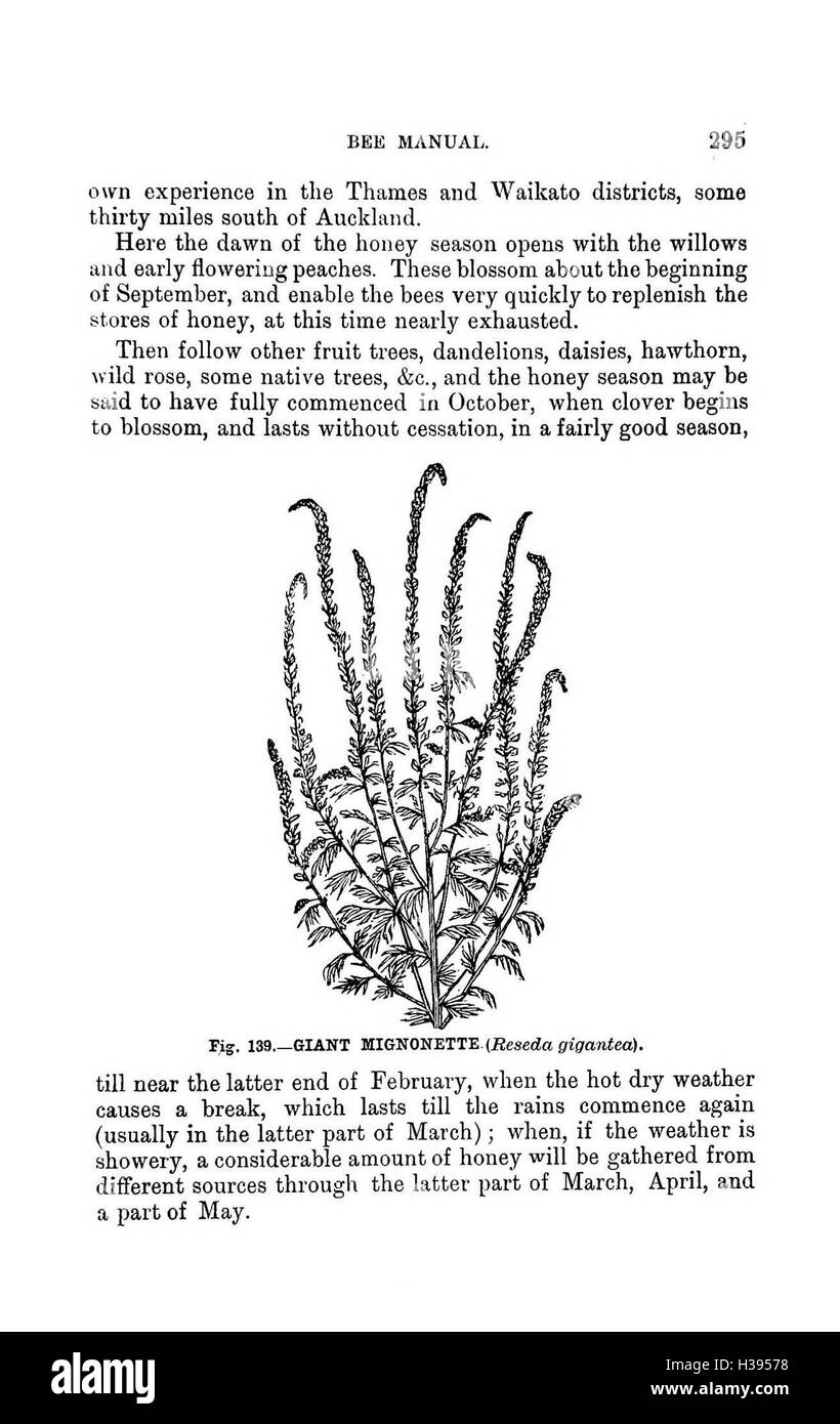 Ce guide illustré fournit des instructions complètes sur les pratiques apicoles modernes dans l’hémisphère sud, en mettant l’accent sur le soin des abeilles, la gestion des ruches et la production de miel. Banque D'Images