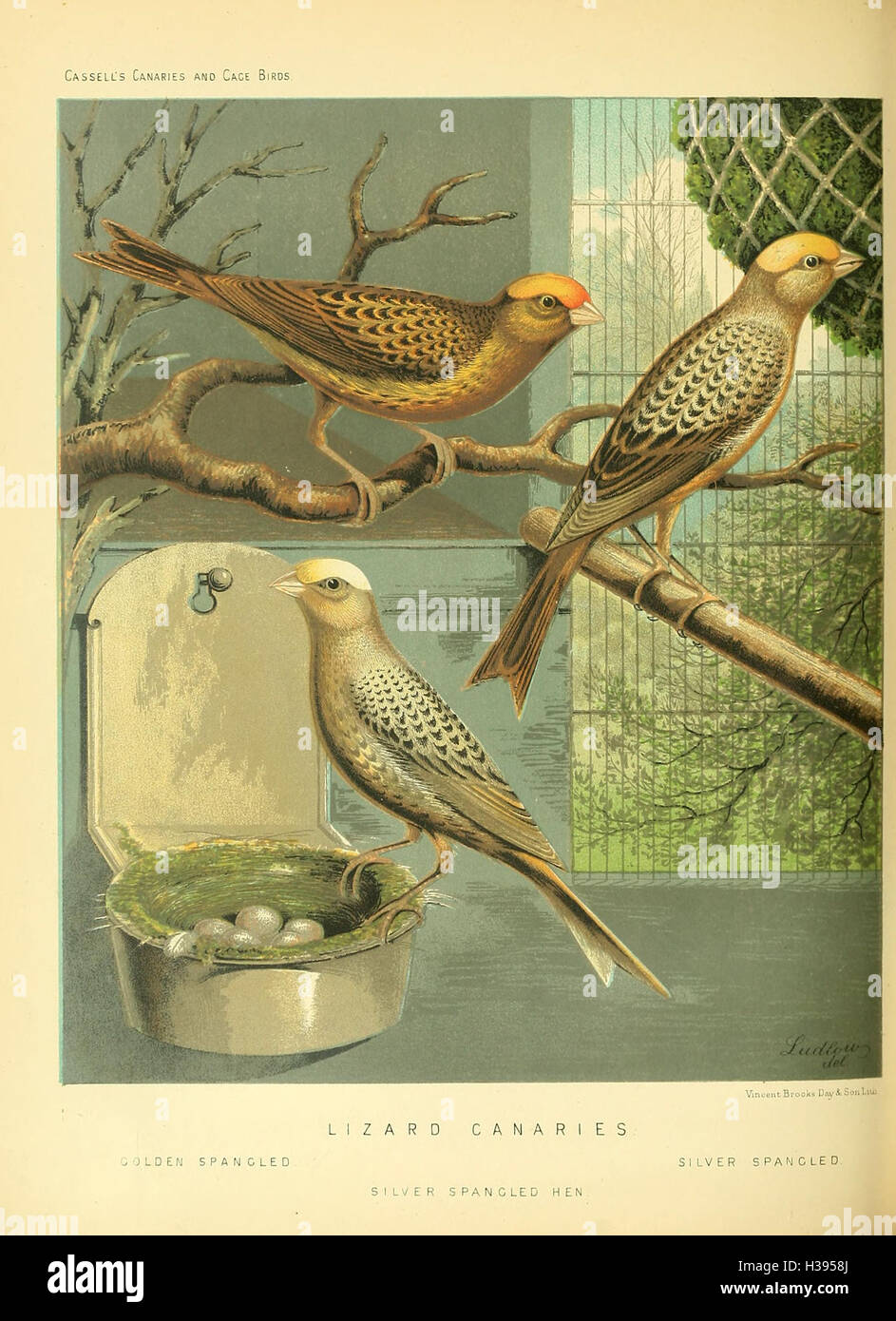 Ce livre illustré fournit un guide détaillé sur les soins, l'élevage et l'identification des canaris et autres oiseaux de cage, indigènes et étrangers. Banque D'Images