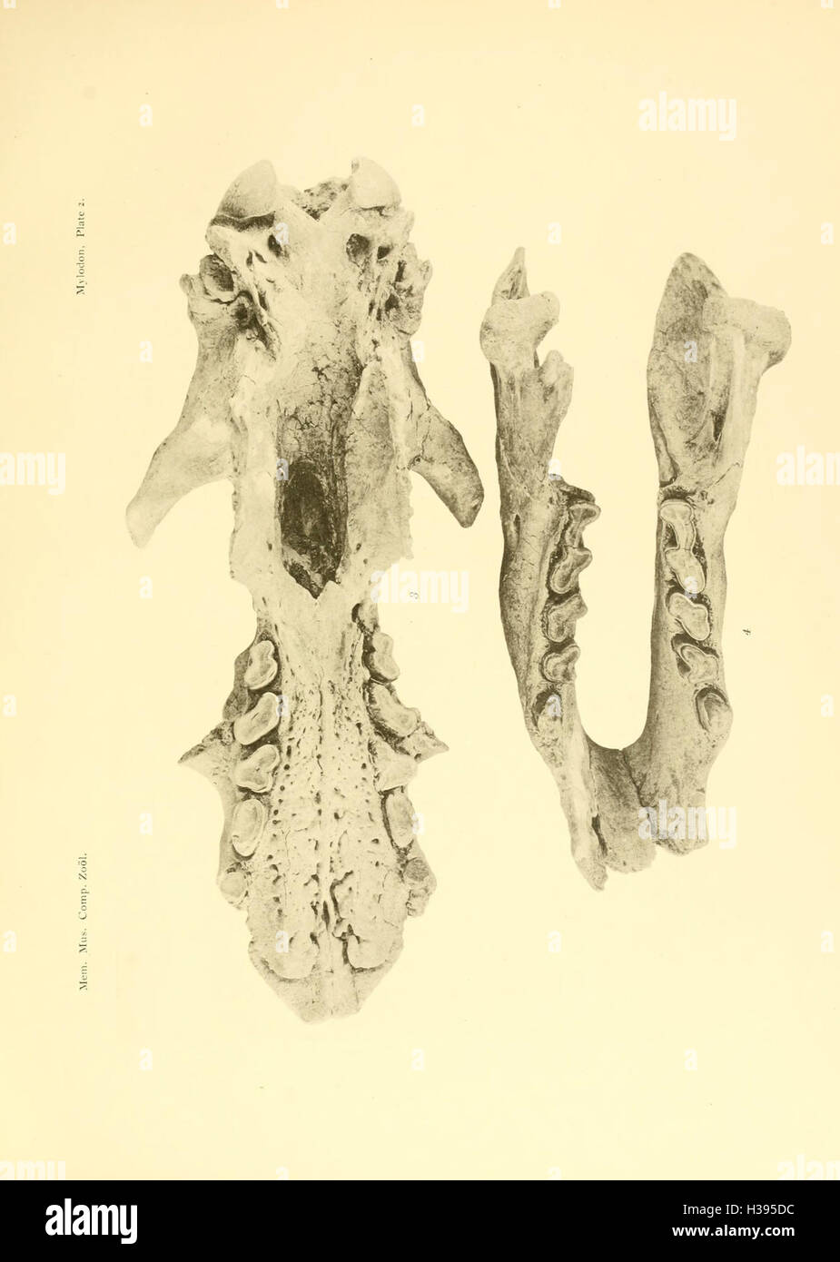 Ce travail présente une nouvelle espèce de Mylodon, un genre éteint de paresseux terrestre, fournissant une description détaillée et une analyse de ses caractéristiques. Banque D'Images