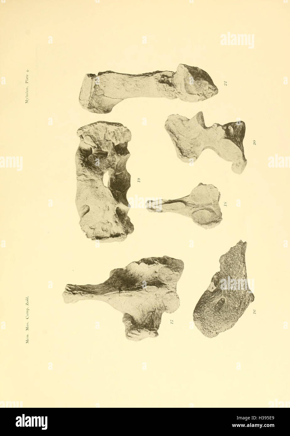 Cette publication présente une espèce nouvellement découverte de Mylodon, un paresseux préhistorique, fournissant des détails sur sa morphologie et une comparaison avec d'autres espèces connues. Banque D'Images