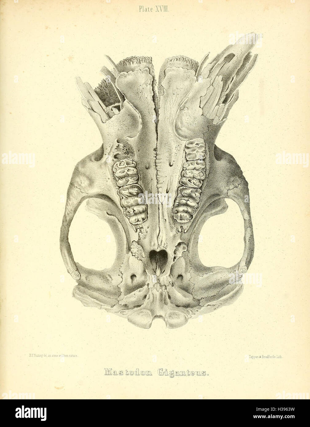 Cet ouvrage présente une illustration et une description du Mastodon giganteus, une espèce préhistorique de mastodon trouvée en Amérique du Nord, y compris ses caractéristiques physiques et sa signification historique. Banque D'Images
