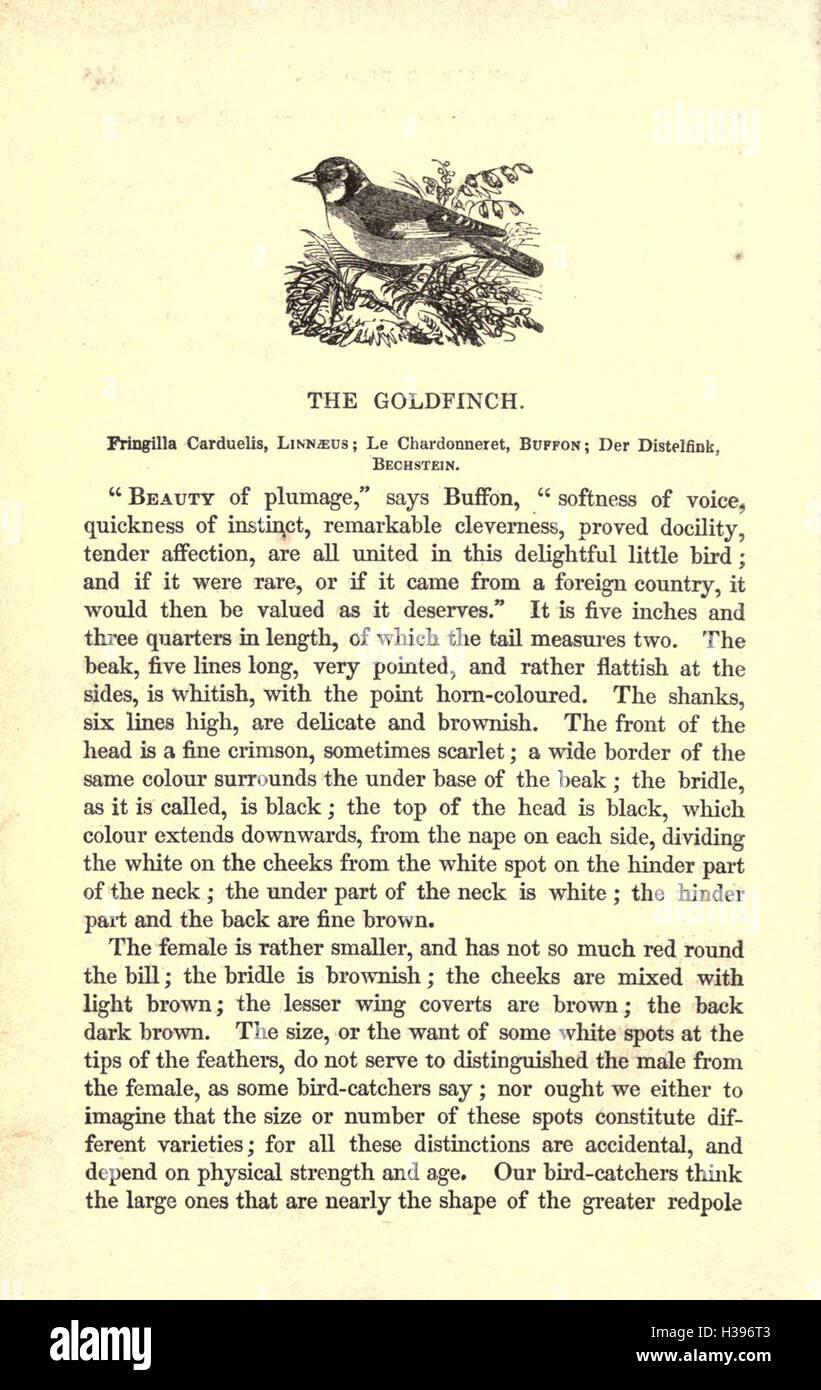 Une exploration de la biologie et du comportement des oiseaux en cage, en se concentrant sur leur histoire naturelle, leurs soins et les défis de les garder comme animaux de compagnie. Banque D'Images