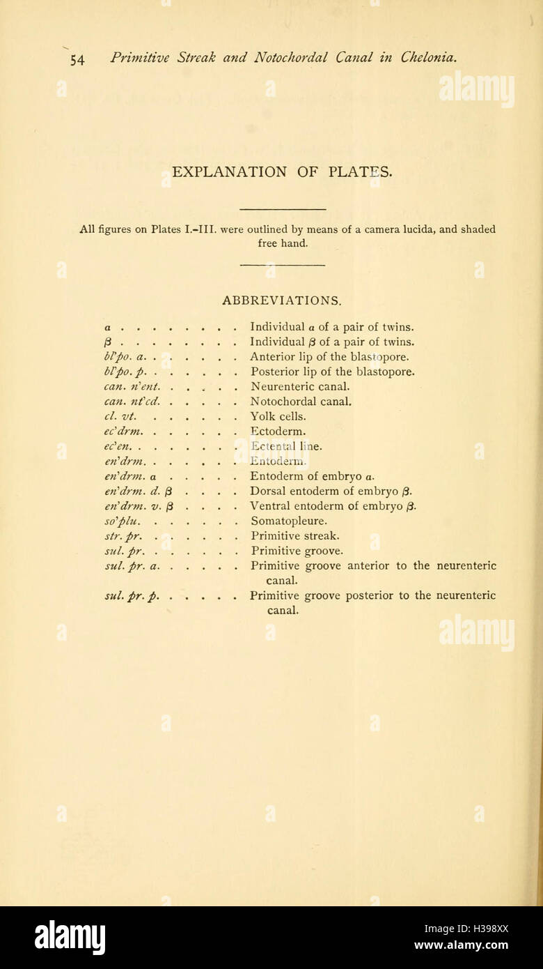 Cette étude examine la strie primitive et le canal notochordal à Chelonia, en se concentrant sur le développement de ces structures chez les reptiles. Banque D'Images