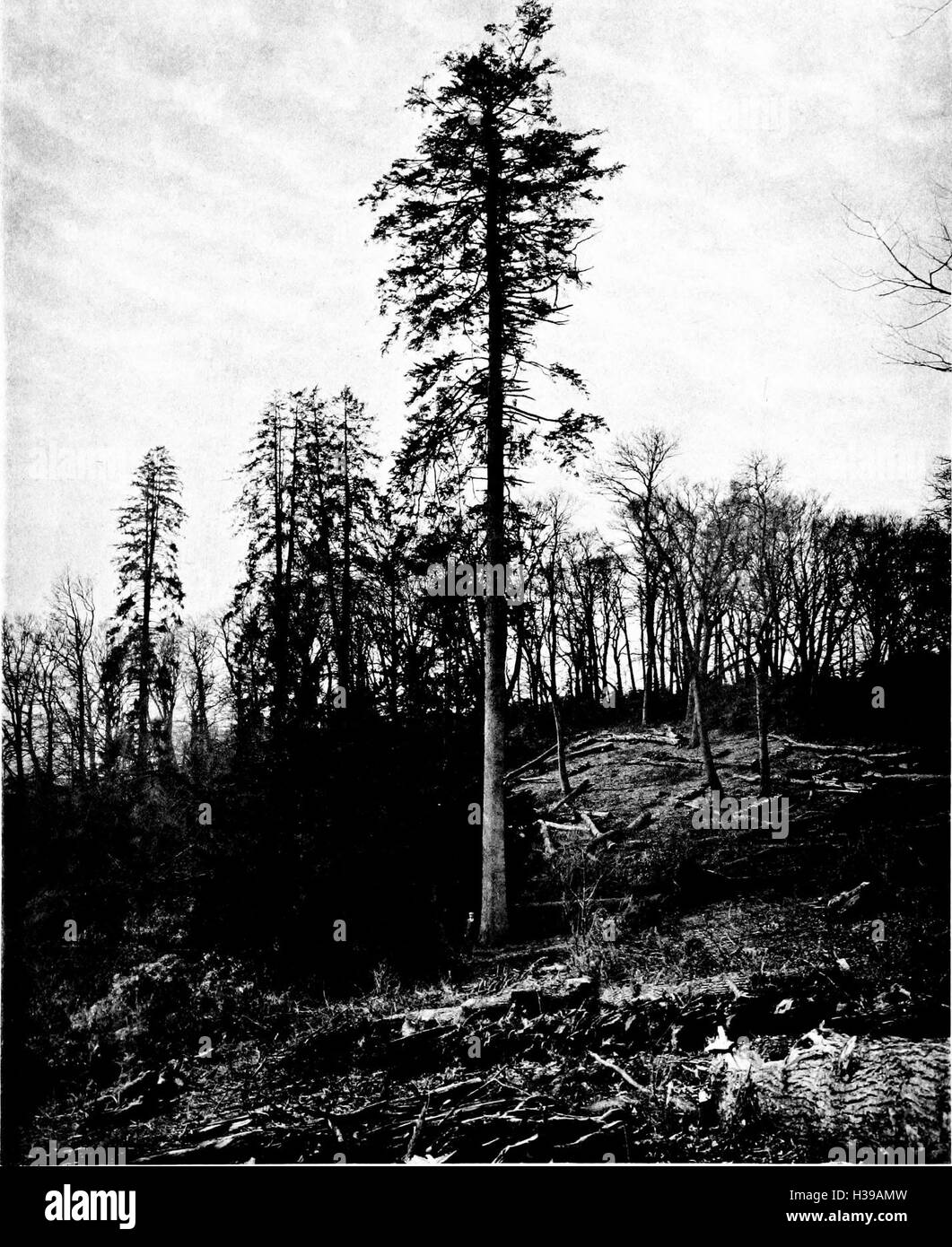 Ce travail fournit un guide complet pour l'identification et la classification des arbres trouvés en Grande-Bretagne et en Irlande, y compris des descriptions détaillées des espèces indigènes et non indigènes. Banque D'Images