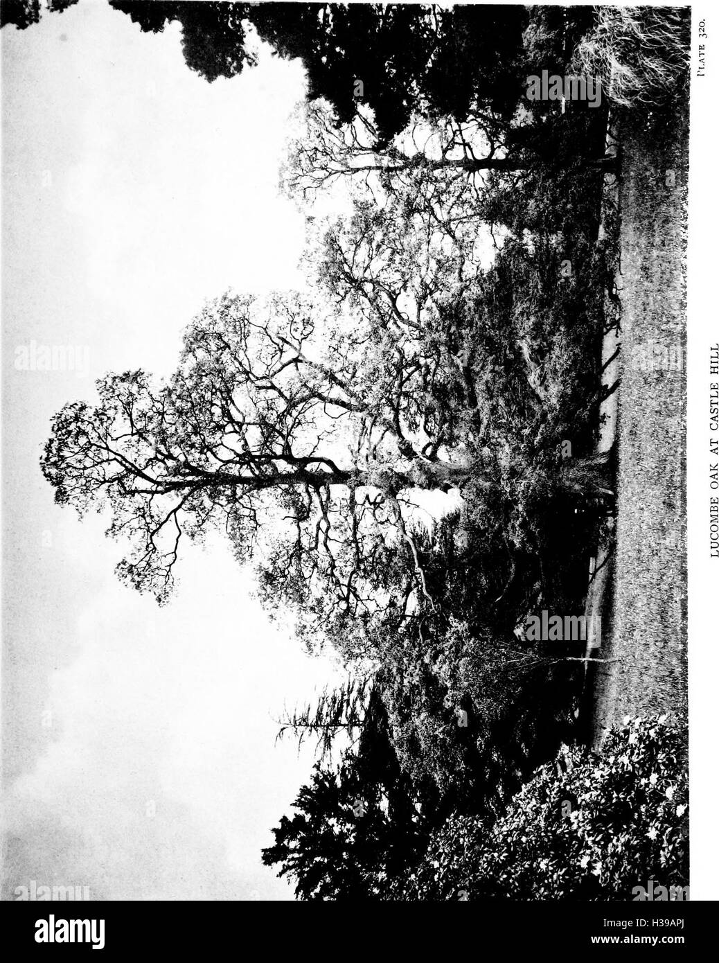 Ce texte fournit un compte rendu détaillé des espèces d'arbres trouvées en Grande-Bretagne et en Irlande, y compris les descriptions, les classifications et la répartition des espèces indigènes et non indigènes. Banque D'Images