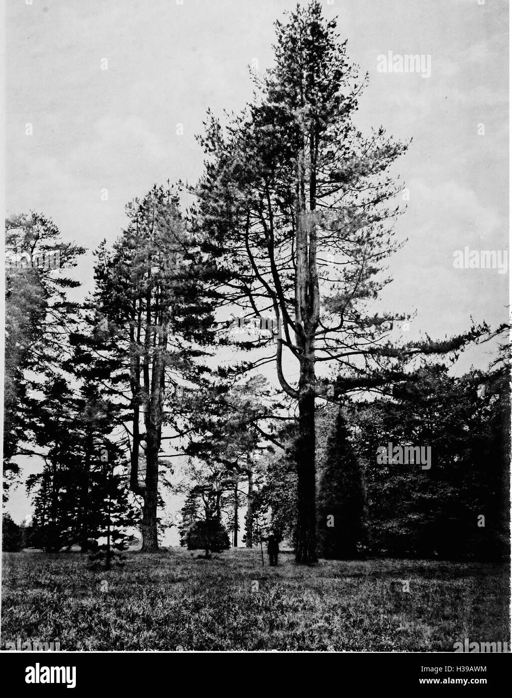 Ce travail fournit une description détaillée des arbres trouvés en Grande-Bretagne et en Irlande, en se concentrant sur les espèces, la classification et les modes de croissance. Banque D'Images