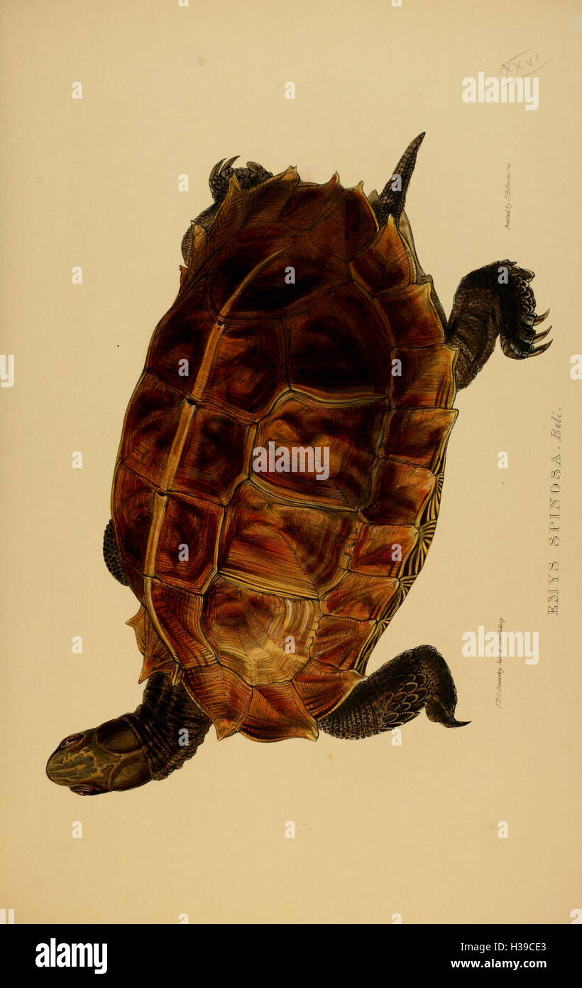 Une référence pédagogique qui classe et illustre les différences entre tortues, terrapines et tortues. Il fournit un aperçu de leurs habitats, de leurs comportements et de leurs distinctions anatomiques, en mettant l'accent sur la classification des espèces et les questions de conservation. Banque D'Images
