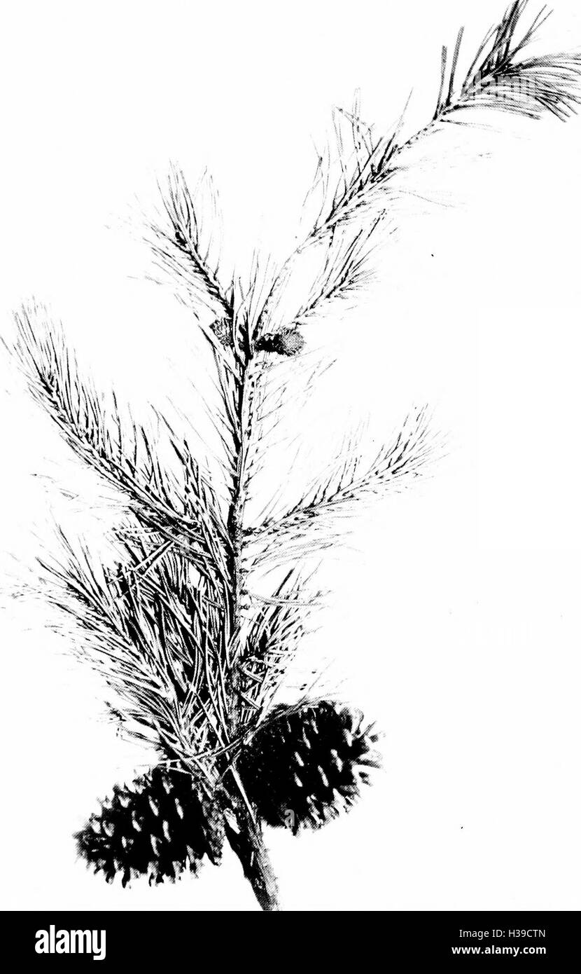 Cette publication fournit un guide complet sur les arbres de l'Indiana, mettant l'accent sur l'identification des espèces, l'importance écologique et la répartition régionale dans l'État. Banque D'Images