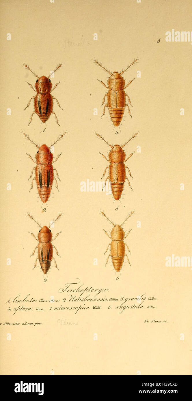 Cette plaque fournit des illustrations des Trichoptérygia, un groupe de poissons, en mettant l'accent sur leur anatomie, la classification des espèces et les caractéristiques clés. Banque D'Images