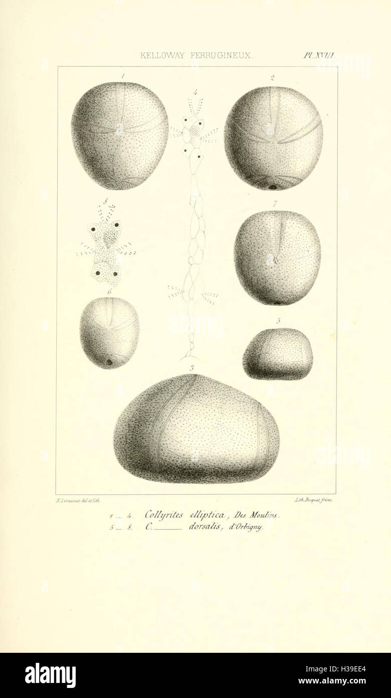 Ce travail explore les aspects zoologiques et stratigraphiques des Chinides de la région de Sarthe, fournissant des informations détaillées sur la classification des espèces et leur importance en géologie locale. Il examine également les archives fossiles et les modèles écologiques de la région. Banque D'Images