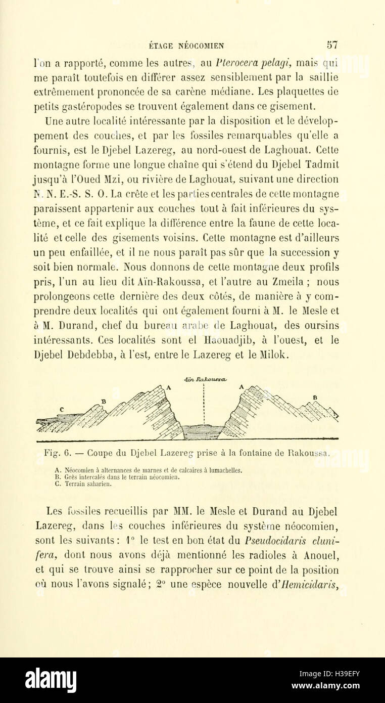 Ce texte français se concentre sur les échinodermes fossilisés trouvés en Algérie, fournissant des illustrations détaillées et des descriptions de ces anciennes créatures marines. Il offre un aperçu de la classification des espèces et des caractéristiques fossiles. Banque D'Images