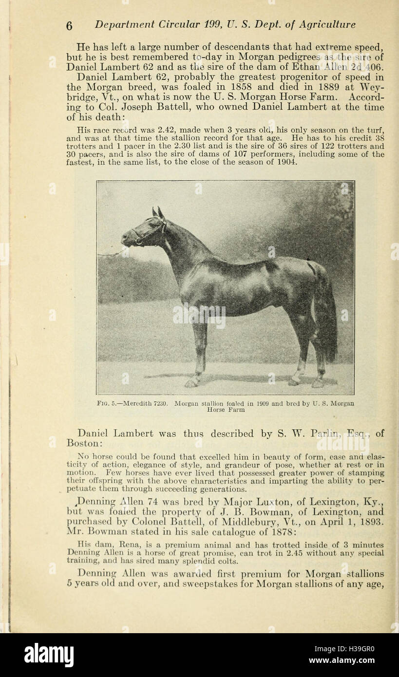 Morgan reproduction chevaux à la U.S. Morgan Horse Farm (page 6) BHL426 Banque D'Images