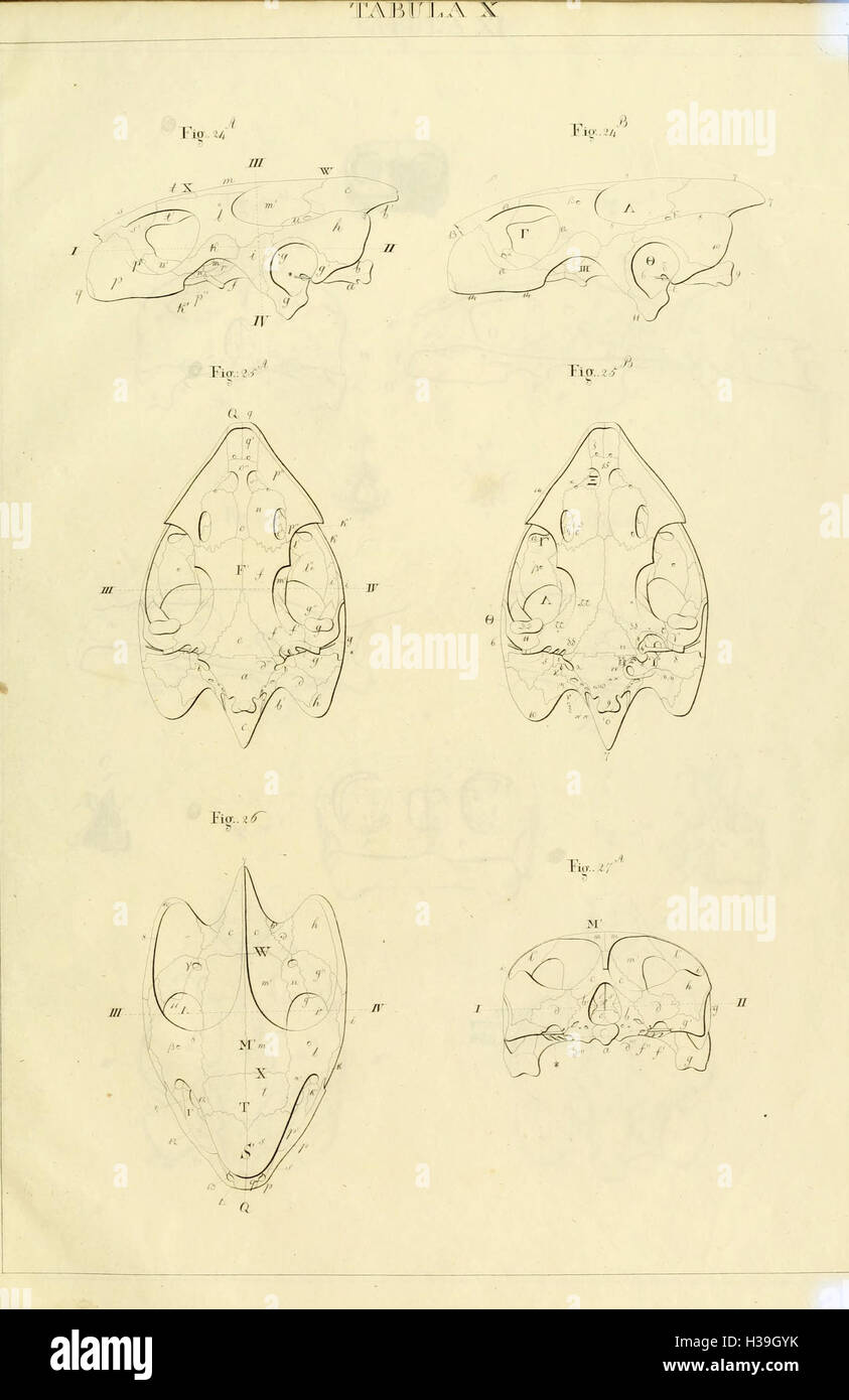 Cette illustration tirée de 'Anatome testudinis Europaeae' fournit un schéma anatomique détaillé des tortues européennes, en se concentrant sur leur structure interne et leurs caractéristiques clés. Banque D'Images