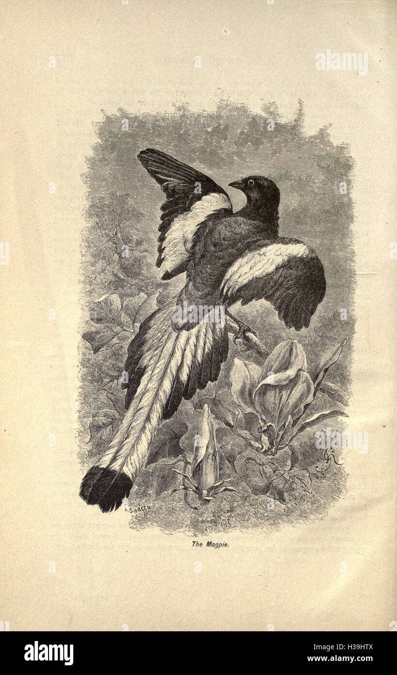 Ce livre fournit un aperçu des soins et de la reproduction des canaris et autres oiseaux de cage, en se concentrant sur leurs habitats, leur nutrition et la gestion de la santé. Banque D'Images