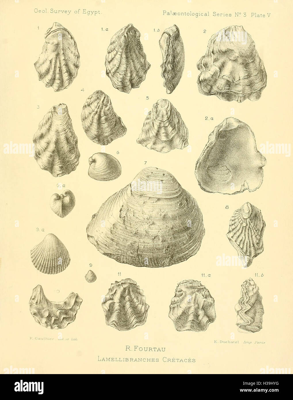 Ce travail répertorie les invertébrés fossiles trouvés en Égypte, détaillant leurs espèces, leur classification et leur contexte géologique, contribuant ainsi à la compréhension des écosystèmes égyptiens anciens. Banque D'Images