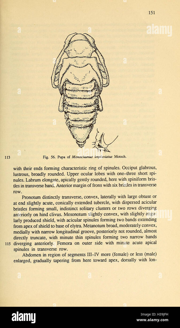 Ce texte fournit une description approfondie de la famille des Cerambycidae de coléoptères trouvés en Asie du Nord, en se concentrant sur la classification des espèces et les rôles écologiques. Banque D'Images