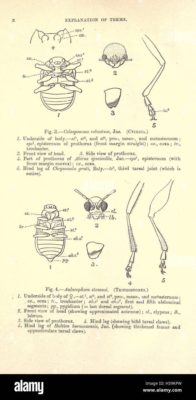 Ce travail couvre l’ordre des coléoptères, explorant ses diverses espèces et leurs rôles écologiques ainsi que leur classification et leur identification. Banque D'Images
