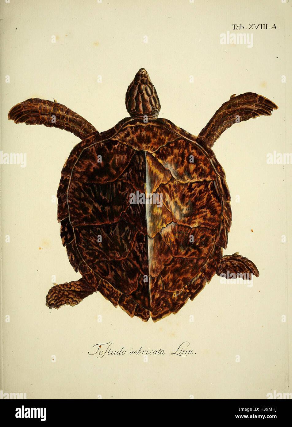 Cet ouvrage de Johann David Schöpf présente une étude détaillée de l’histoire naturelle des tortues, y compris leur classification des espèces et leurs caractéristiques écologiques. Banque D'Images