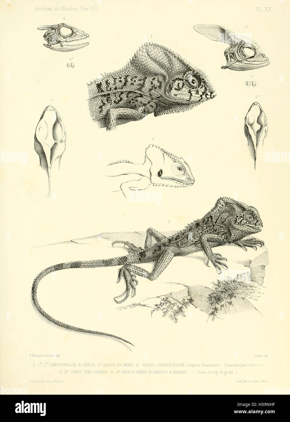Description des reptiles nouveaux ou imparfaitement connus de la collection du Muséum d'histoire naturelle et remarques sur la classification et les caractères des reptiles (plaque XX) BHL40 Banque D'Images