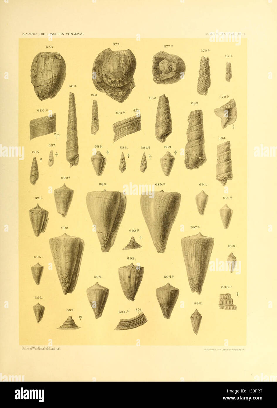 Ce travail couvre les mollusques fossilisés trouvés à Java, détaillant les espèces, la classification et les processus de fossilisation dans l’histoire géologique de la région. Banque D'Images