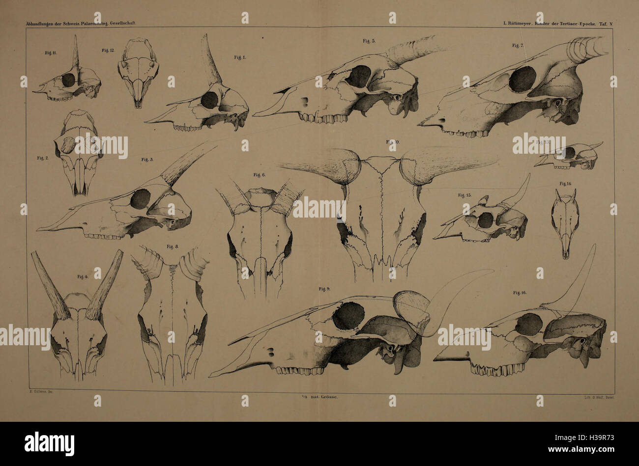 Ce travail traite des bovins du tertiaire, ainsi que des études préliminaires sur l'histoire naturelle des antilopes, en se concentrant sur leur classification, leur évolution et leur signification écologique au cours du tertiaire. Banque D'Images