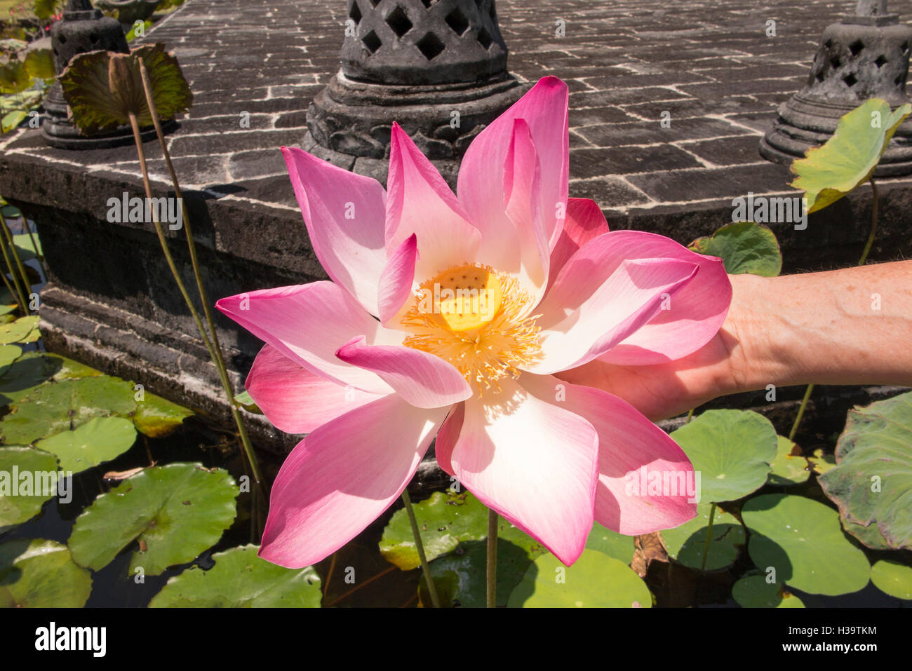 L'INDONÉSIE, Bali, Banjar, Brahma Vihara Arama, monastère bouddhiste, hand holding red rose fleur de lotus Banque D'Images