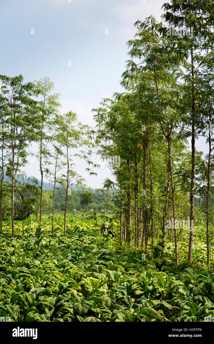 L'Indonésie, Lombok, l'agriculture, la culture du tabac dans le champ Banque D'Images