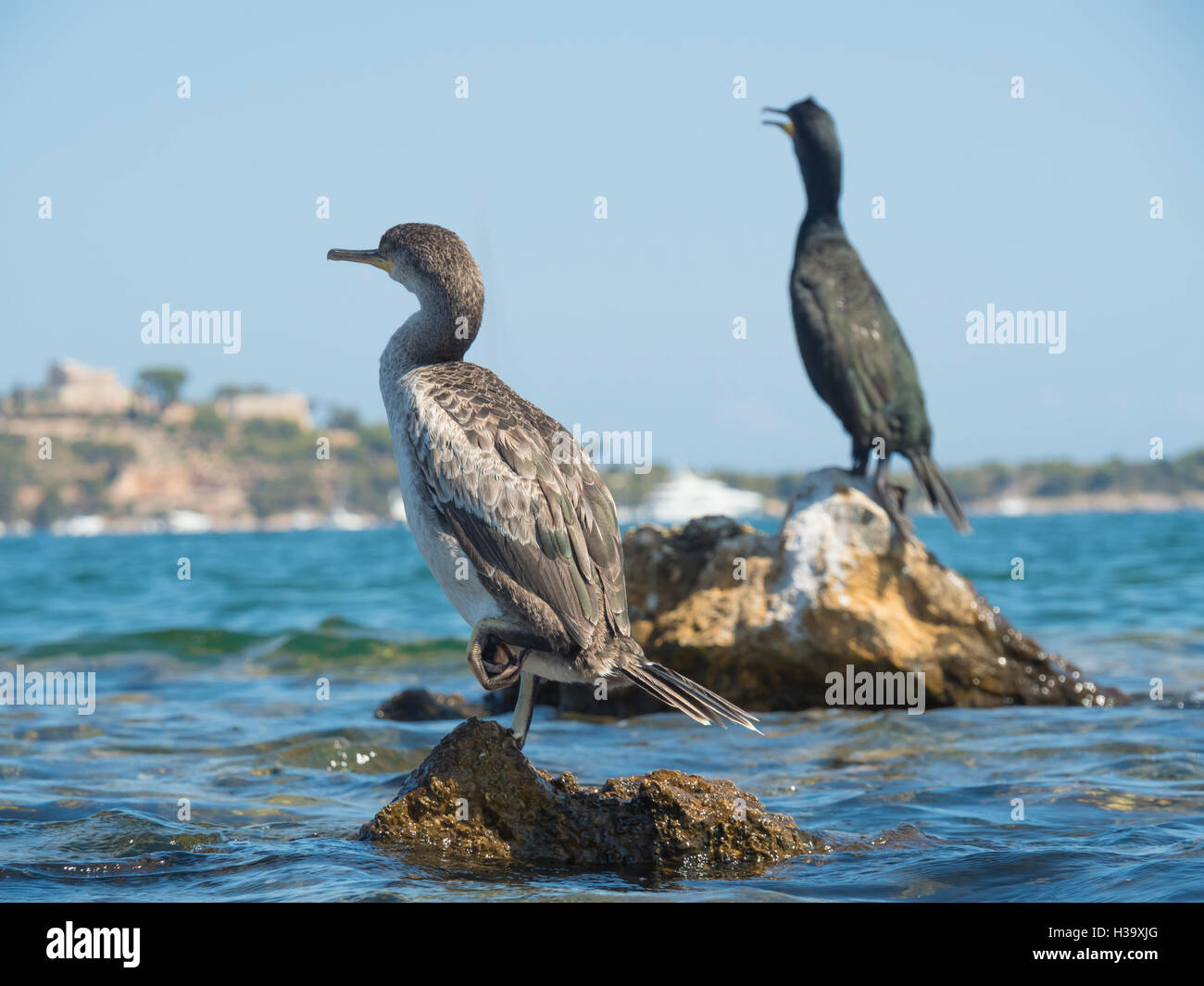 Close up de deux grands cormorans perchés sur un rocher en mer. Banque D'Images