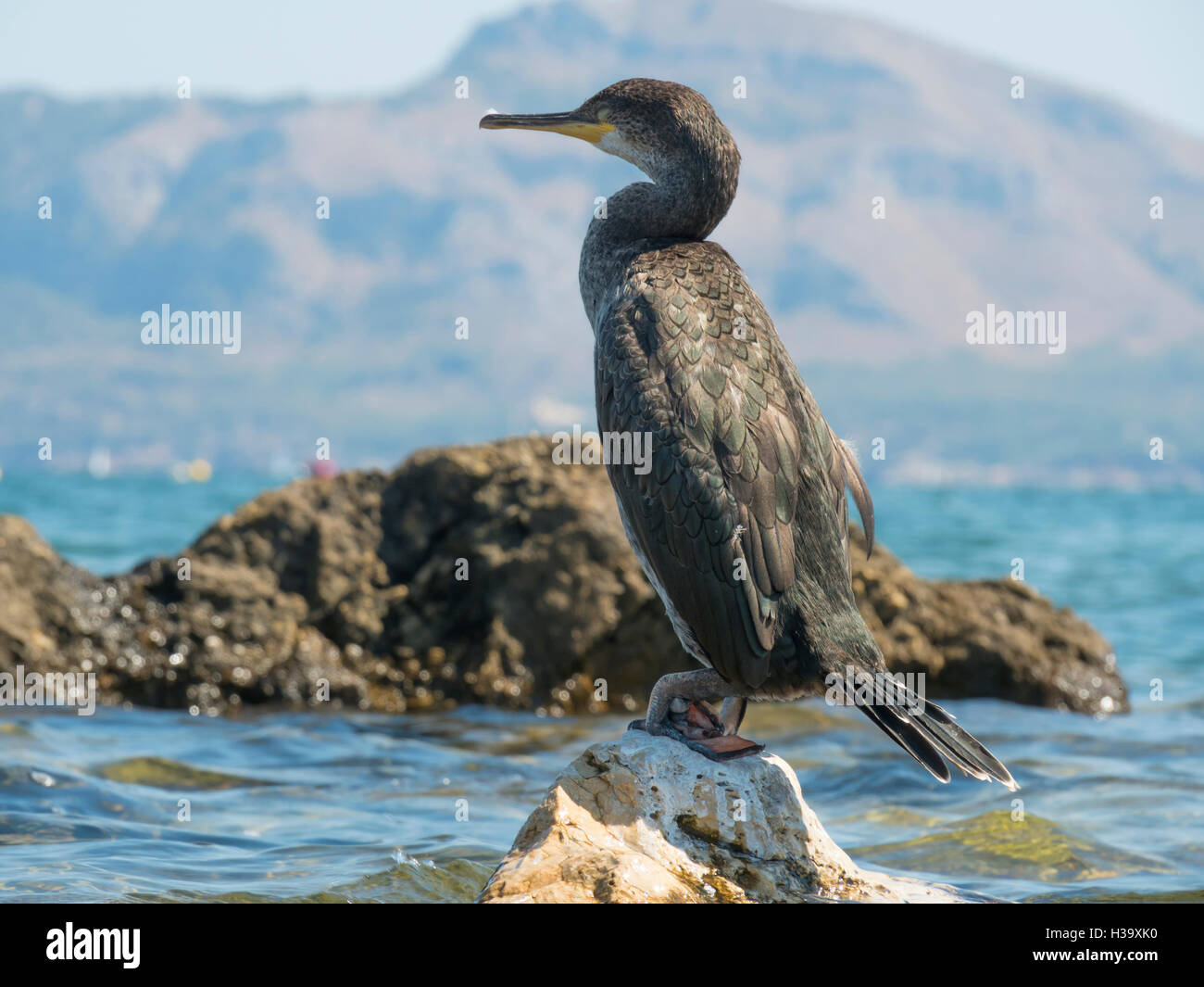 Close up d'un grand cormoran perché sur un rocher en mer. Banque D'Images