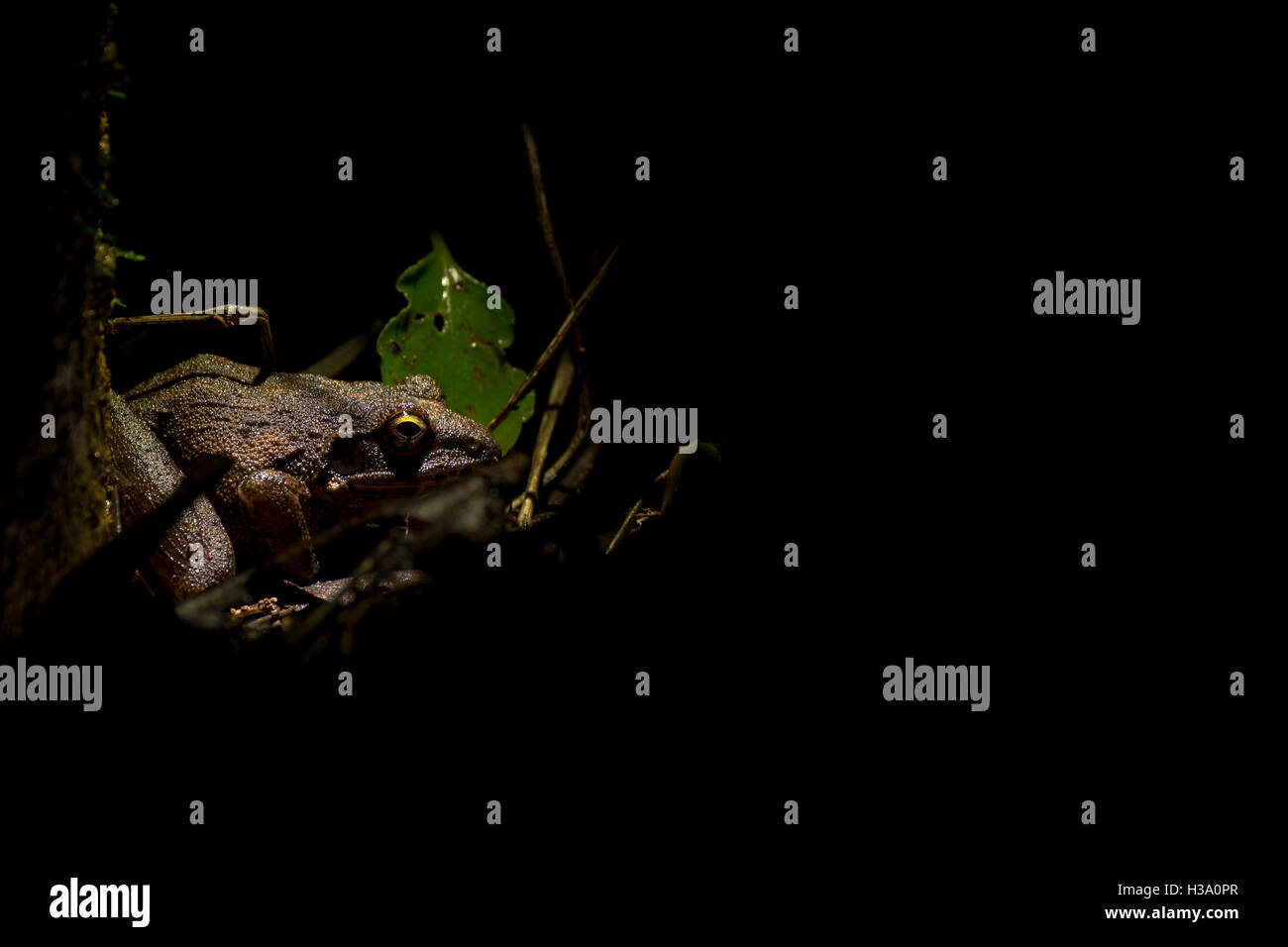 Un Amboli grenouille saut à la maison dans les sous-bois dans la nuit dans le parc de l'hôtel d'Ogale Sifflement Woods Banque D'Images