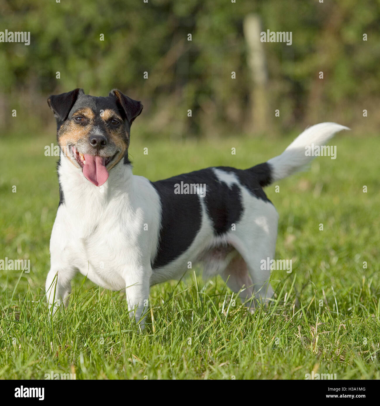 Jack Russell Terrier, queue déconnecté Banque D'Images