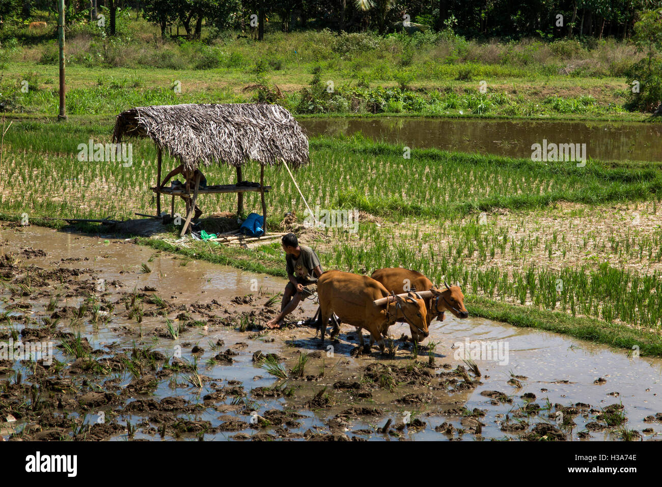 L'Indonésie, Lombok,, La Chaux-de-Fonds agricoles irriguées au nord de Pusuk Pass, la préparation à la plantation avec des taureaux Banque D'Images