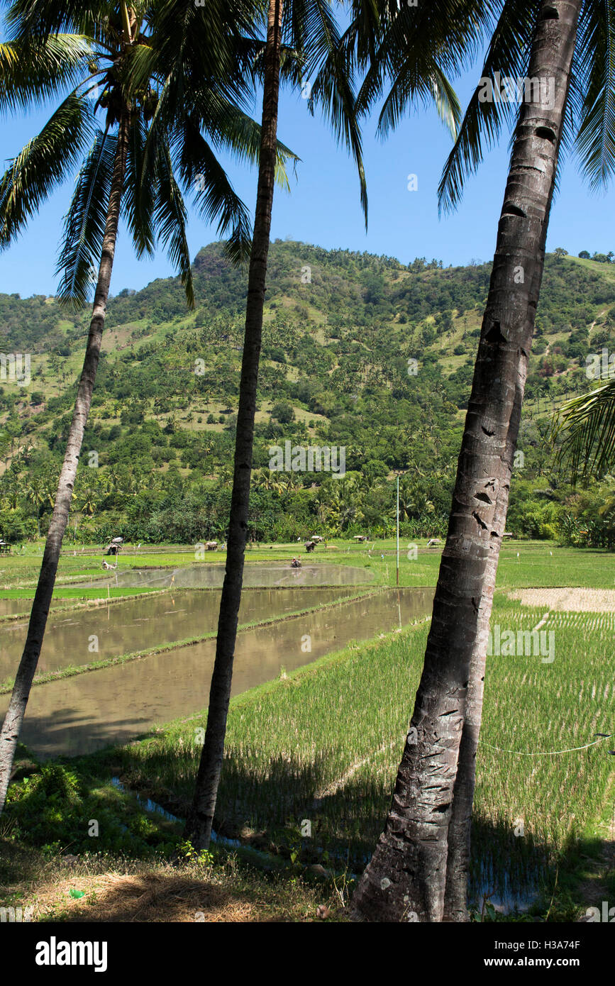 L'Indonésie, Lombok,, La Chaux-de-Fonds agricoles irriguées au nord de Pusuk Pass, en préparation à la plantation Banque D'Images
