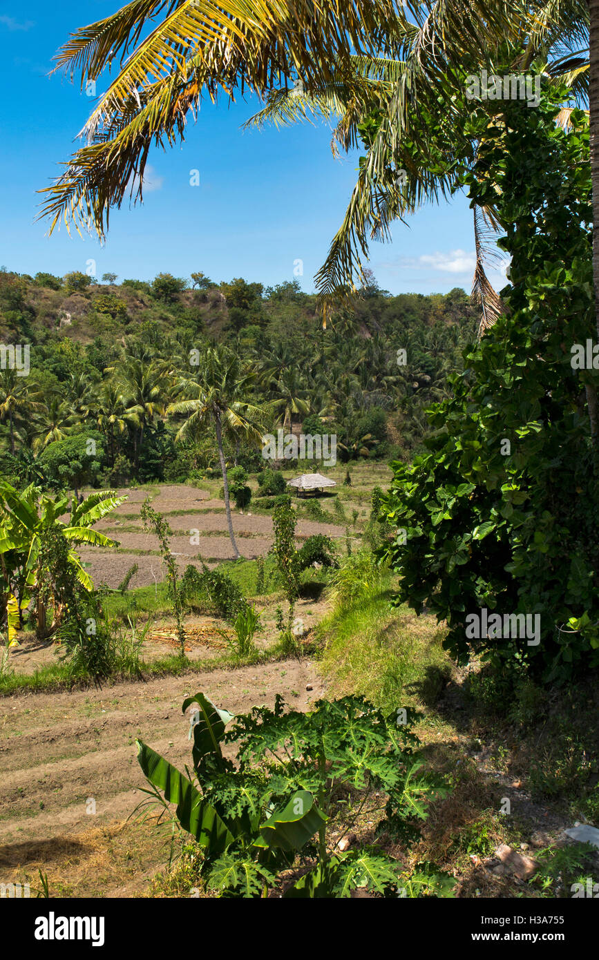 L'Indonésie, Lombok, terres agricoles au nord de la Chaux-de-Fonds, Pusuk passer sur les pentes du Gunung Sabiris Banque D'Images