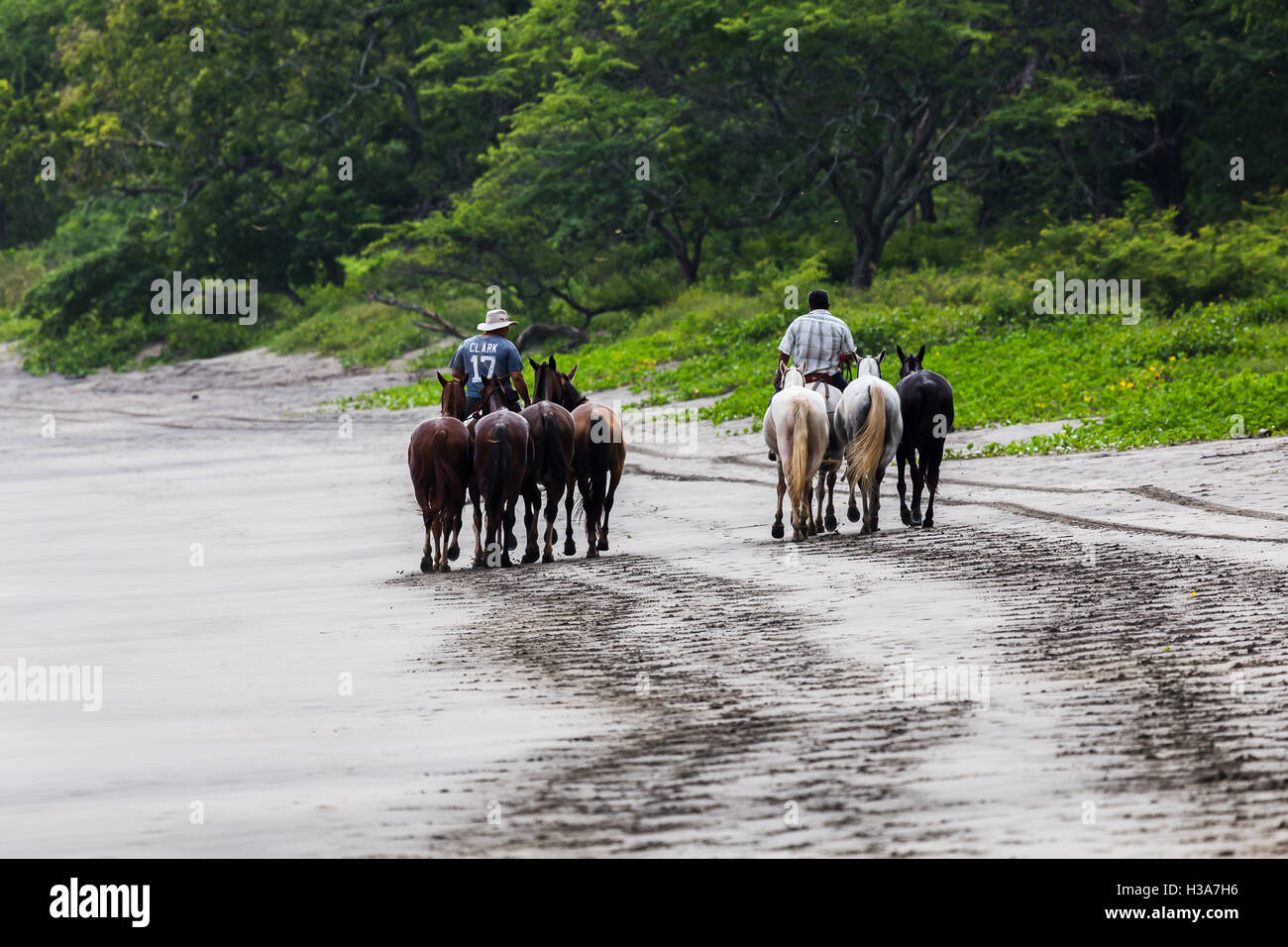 Un groupe de chevaux sont montés à Playa Matapalo prêt pour des randonnées à cheval à travers la forêt sèche près d'un hôtel au Costa Rica. Banque D'Images