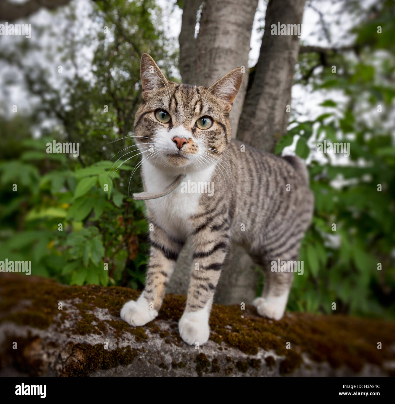 Chat Gris A Rayures Banque De Photographies Et D Images A Haute Resolution Alamy